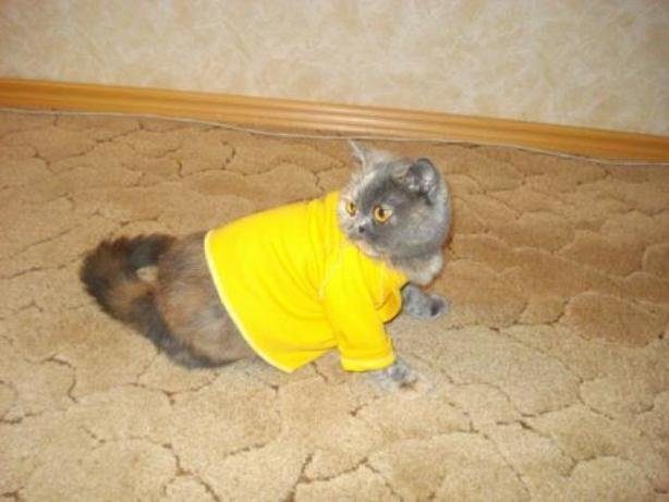 Очаровательные котики
