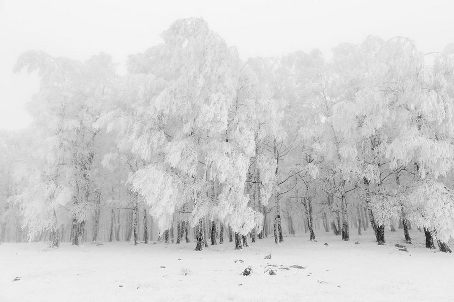 Поразительные снимки с конкурса Sony World Photography Awards 2017