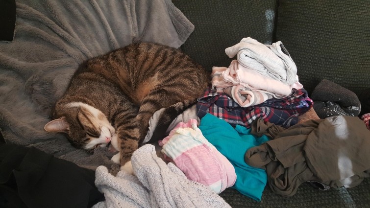 Эта кошка регулярно стирает и складывает своё бельё, не дожидаясь пока у неё не останется чистой одежды животные, коты, прикол