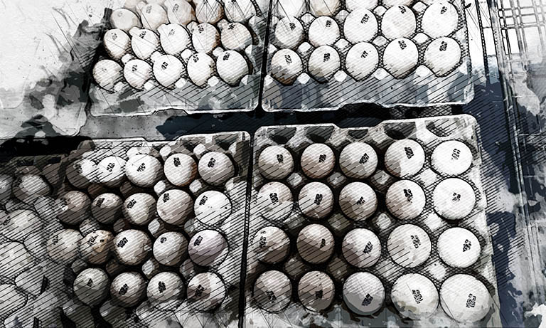 В Орловской области фермеры выведут пекинскую утку из французских яиц