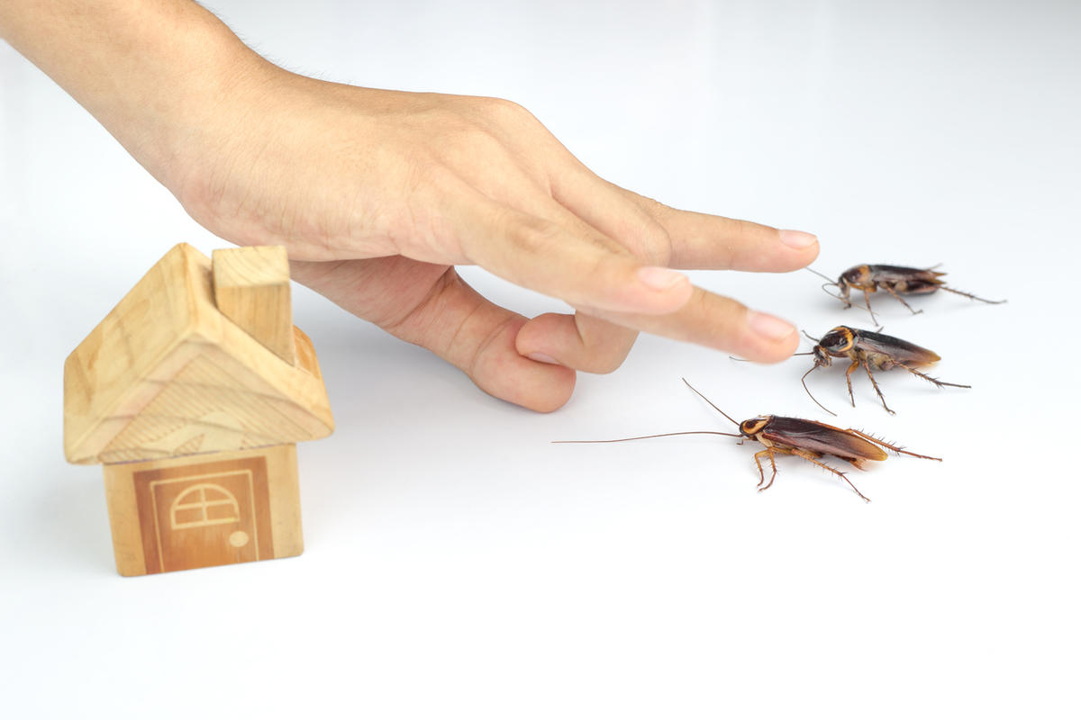 Как избавиться от тараканов: обзор всех доступных средств вредители,домашнее хозяйство,полезные советы,тараканы