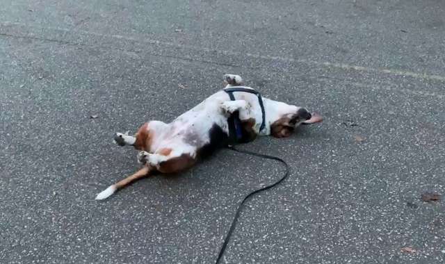 собака на асфальте