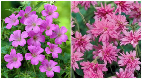 Герань оксфорская Rose Clair. Фото с сайта www.99roots.com. Герань оксфорская Southcombe Double. Фото с сайта www.vasteplant.be