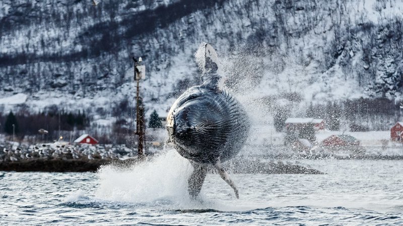 Потрясающие фотографии китов и косаток у побережья Норвегии Морские млекопитающие, кит, киты, косатка, косатки, морские животные, норвегия, фотографии животных