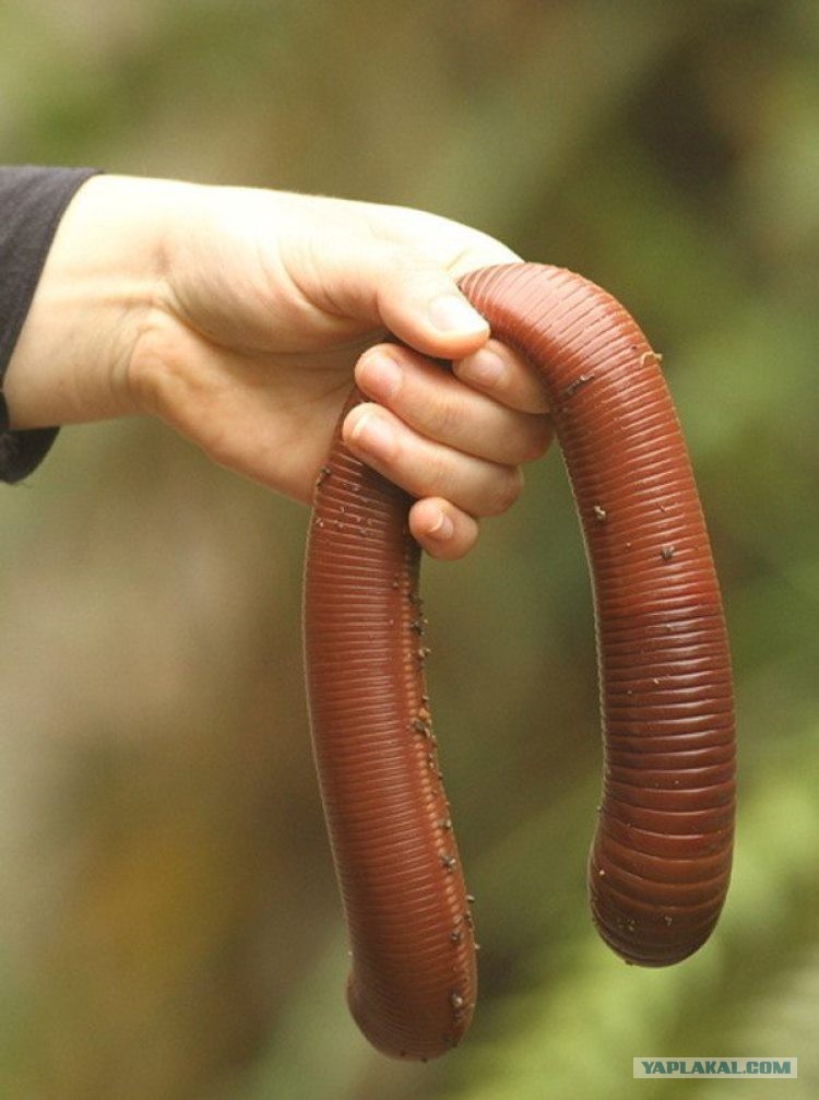 В Австралию ни ногой! В Австралию ни ногой! поездка,страны,туризм,турист
