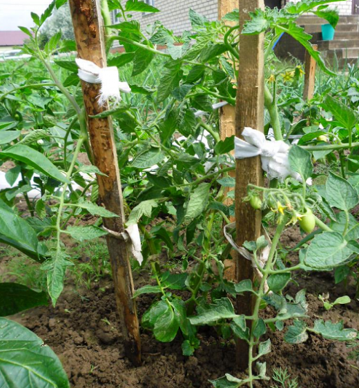 Томатокартофель — урожай томатов и картофеля с одного куста