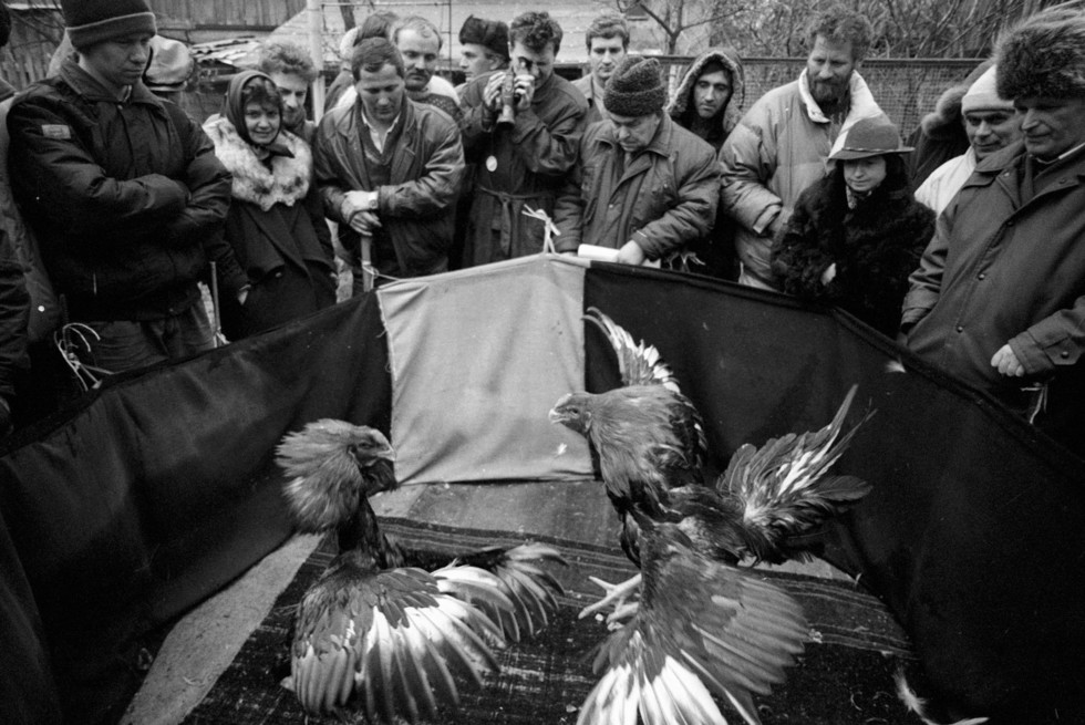 Зрители наблюдают за петушиным боем. Московская область, 1995 год. Фото: © РИА Новости/Александр Поляков