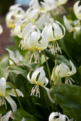 Erythronium-whitebeautybig (283x424, 18Kb)