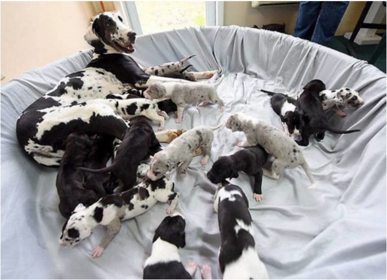 draft-mom-starts-delivering-her-babies-but-her-owners-are-shocked-when-they-see-this-62191