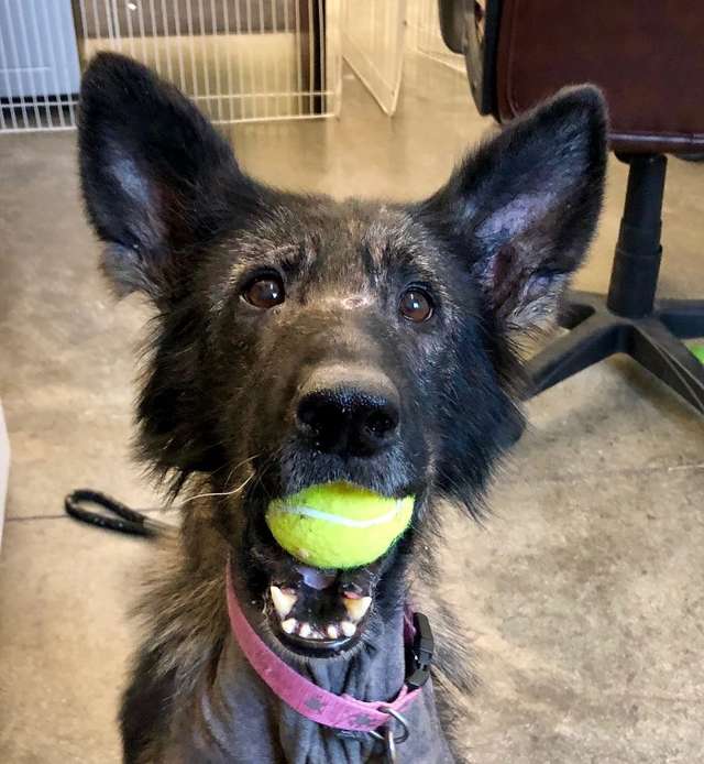 собака с мячом