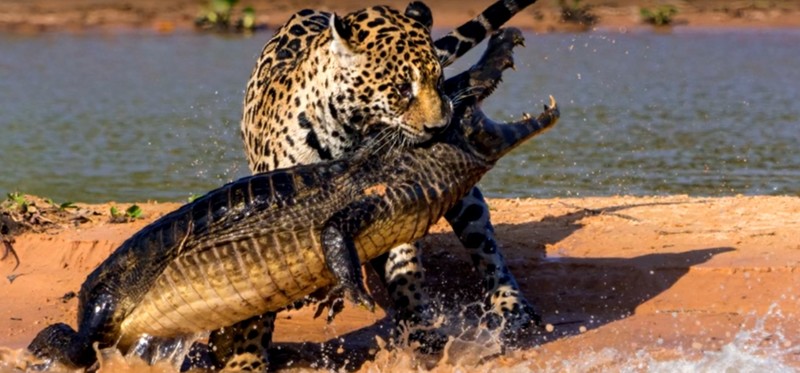 Крокодилу не повезло Животные  фото, борьба, выживание, животные, охота, природа
