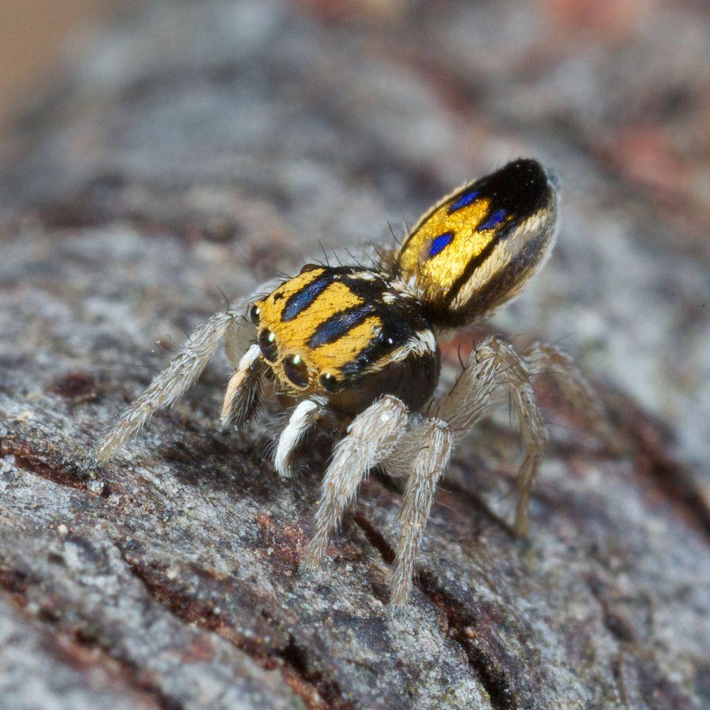 Фотографии пауков. Паук Maratus speciosus. Паук скакун полосатый. Паук-скакун Bagheera kiplingi. Паук полосатый жёлто-чёрный крестовик.