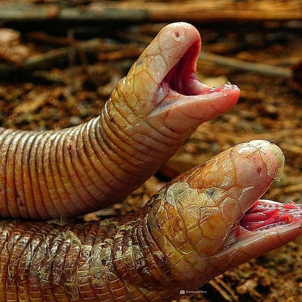 Амфисбена: Никогда не отгадаете, что это за животное животные,интересное,природа