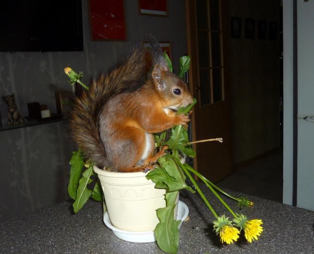 Животные, белка, позитив