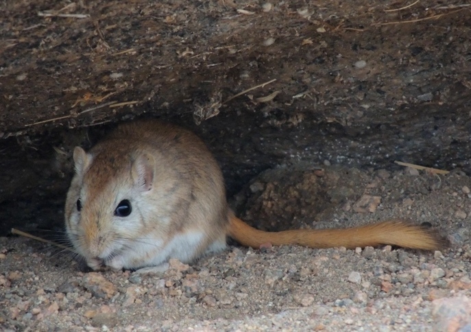 Meriones_meridianus_in_Mongolia