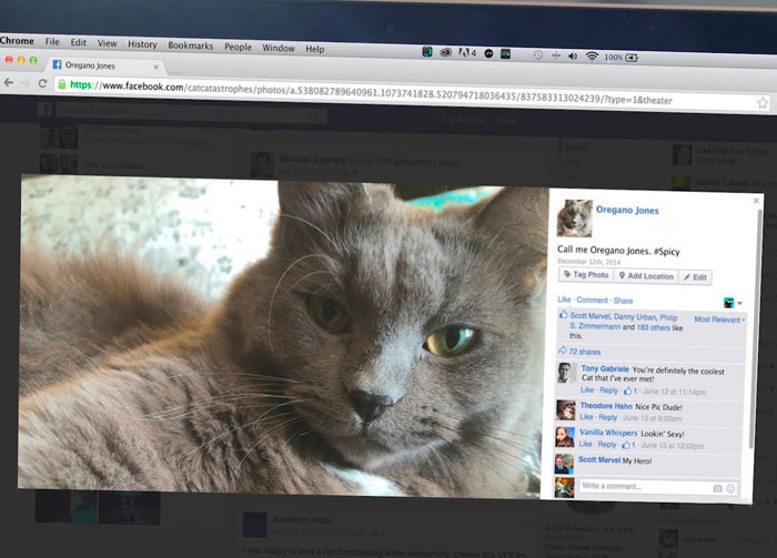 как технологии изменили жизнь кошек