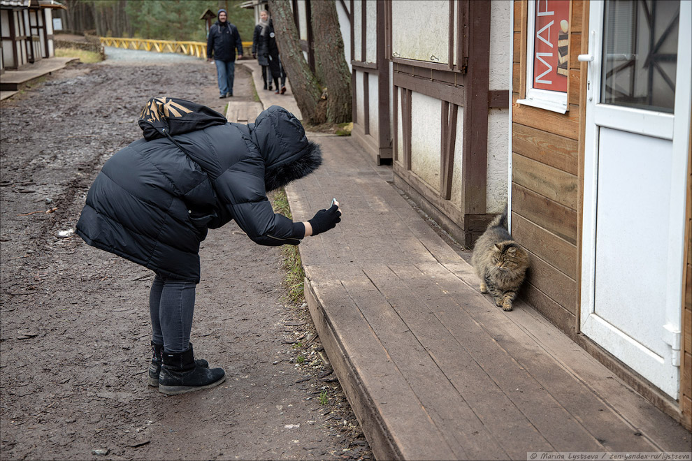 Коты в Калининграде. Нашествие сувениркой, около, несколько, больше, высоте, Курортном, живые, территории, котоменю,  Единственный, живой, экспонат, Любите, почивал, кошекКоты, кассыЛапкиНачало, музейной, экспозиции, видно, этажеНо