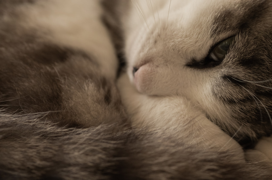 my cat by Yutaka  Takahashi　高橋ユタカ on 500px.com