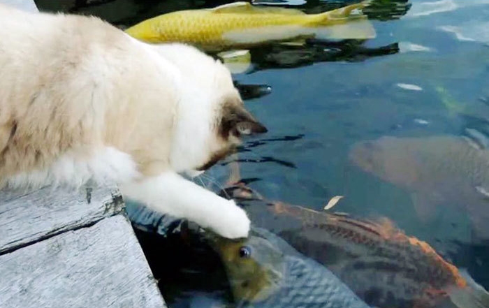 как технологии изменили жизнь кошек