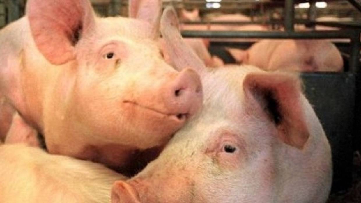 Вокруг Самары в 22 населенных пунктах уничтожат всех свиней