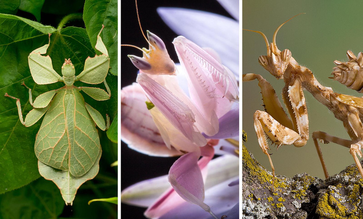 Они выглядят странно: 7 насекомых, которых вы точно не сможете узнать