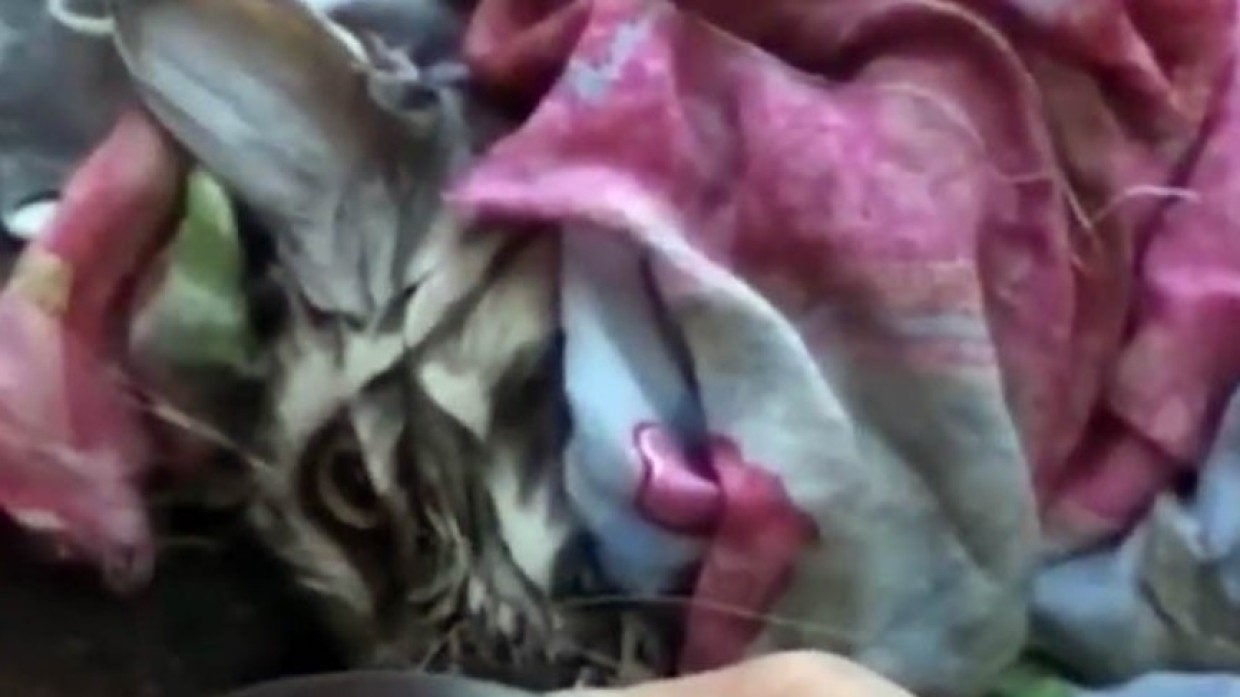 Уральские спасатели реанимировали котенка, который пострадал при пожаре