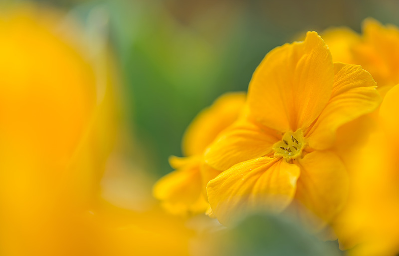 Danova Orange Yellow