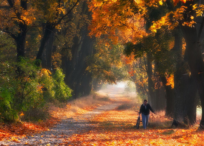 Невероятно красивая природа: кленовая аллея фотографа Przemysław Kruk природа