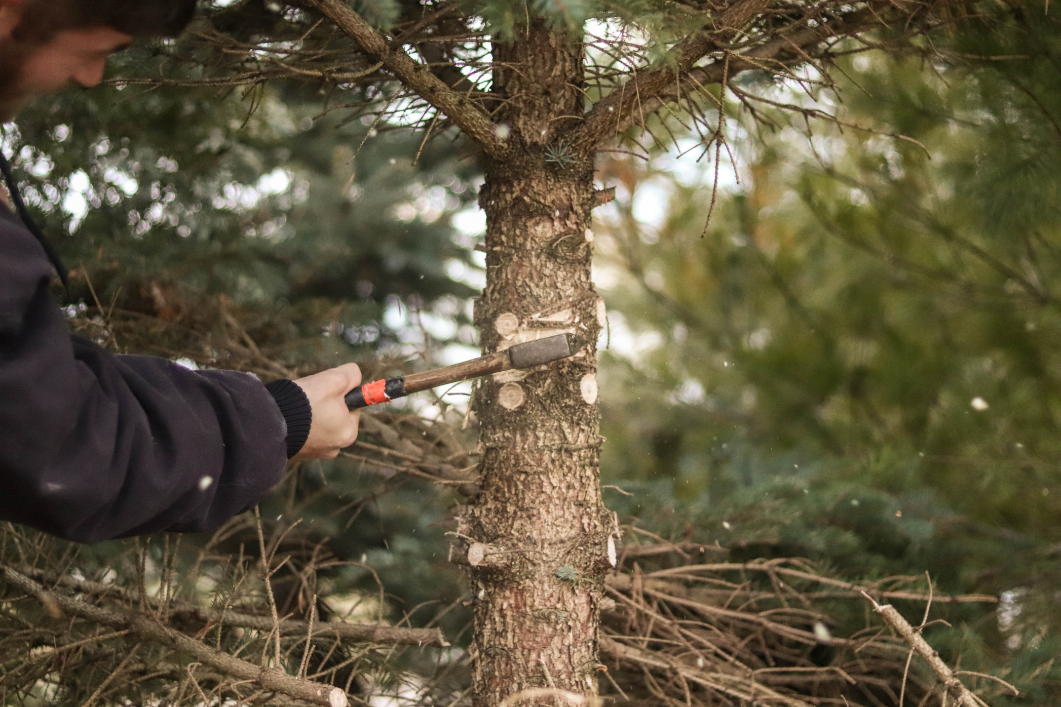 Cut down trees. Незаконная вырубка. Вырубка деревьев. Незаконная рубка леса. Незаконное рубка деревьев в Узбекистане.