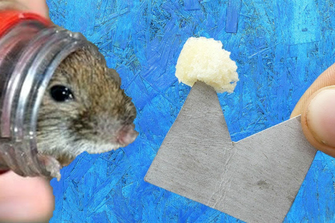 Делаем мышеловку за минуту Делаем мышеловку за минуту культура