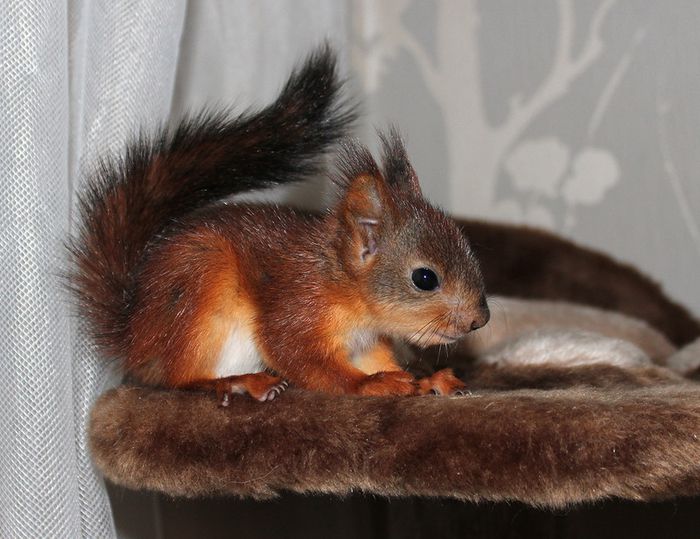 Животные, белка, позитив