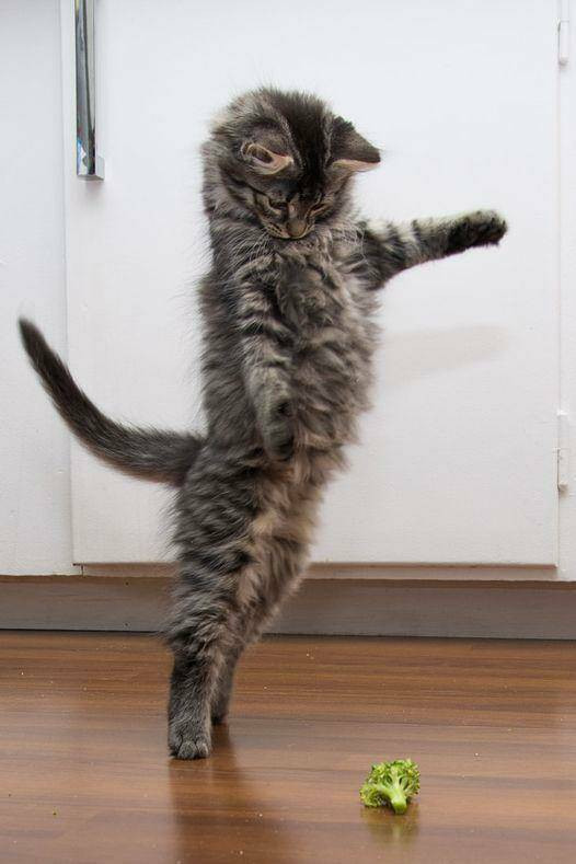 Пятничные фотоприколы: «Ребята, подождите!» Пятничные фотоприколы: «Ребята, подождите!»