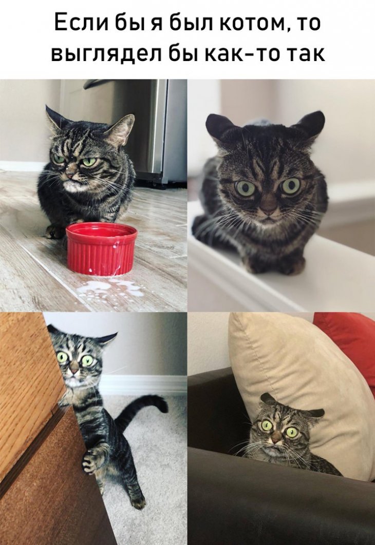 Немного мемов и смешных картинок 