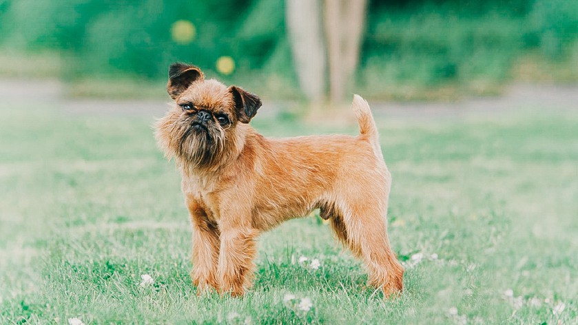 Не только йорки: 5 мелких пород собак для легкого содержания в квартире Не только йорки: 5 мелких пород собак для легкого содержания в квартире наши любимцы,собаки