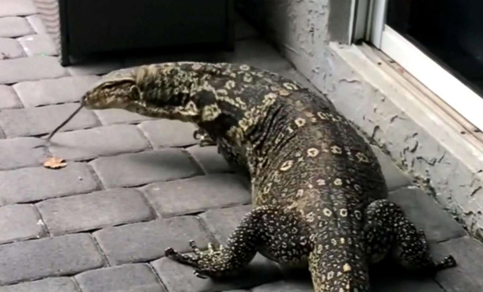 Мужчина заметил разводы на стекле, но не придал им внимания. Однажды он проснулся раньше и увидел в окне огромного ящера Мужчина заметил разводы на стекле, но не придал им внимания. Однажды он проснулся раньше и увидел в окне огромного ящера Культура