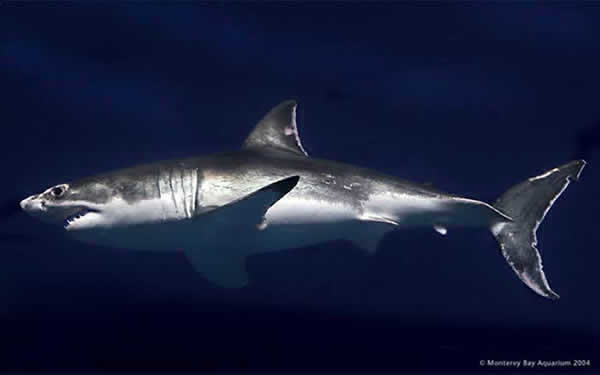 Молодая белая акула. По Осаке Стиве. Источник: http://www.dinosoria.com