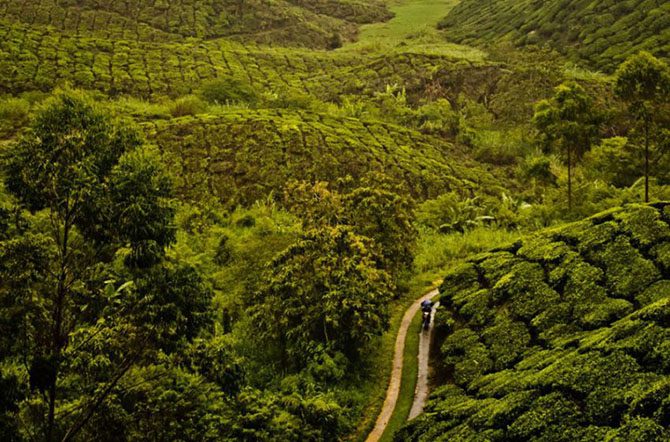 Самые живописные чайные плантации в мире Азия,Африка,планета,чай
