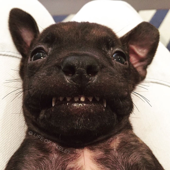 спасенные собаки приняли щенка 