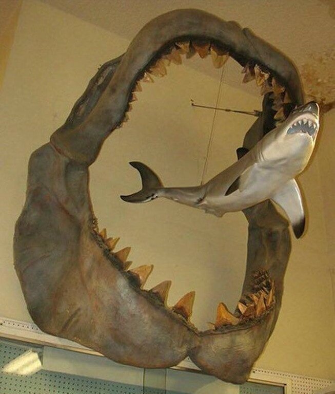 9. Челюсти гигантской вымершей акулы мегалодона и её родственник — белая акула в мире, вещи, интересно, познавательно, размер, фото