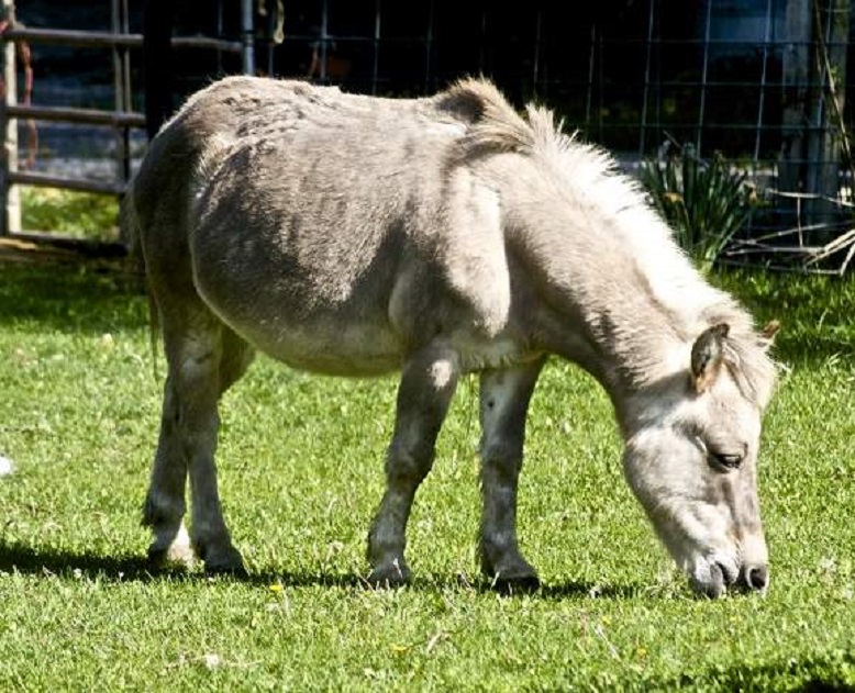 mangal-dikij-kaban-ili-puhovaja-svinja-animal-reader-ru-1