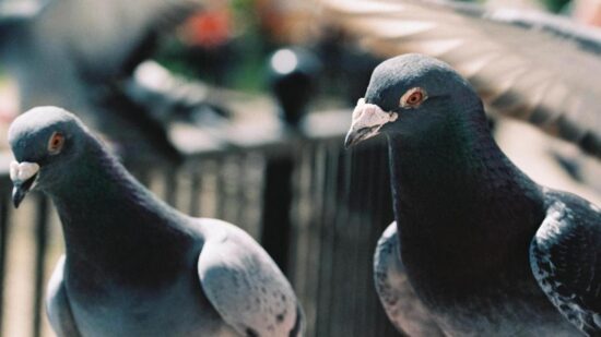 Этих цветов голуби боятся как огня: посадите растения на даче, чтобы отпугнуть птиц