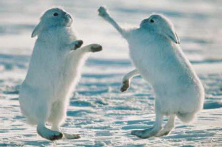 Где живет и чем питается арктический заяц?