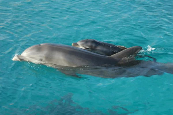 Крымские рыбаки убили двух детенышей дельфинов