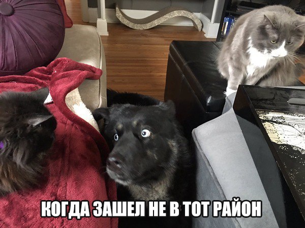 Классные картинки и веселые фото приколы с надписями на выходные Классные картинки и веселые фото приколы с надписями на выходные котоматрица,красивые фотографии,приколы,угарные фотки,юмор