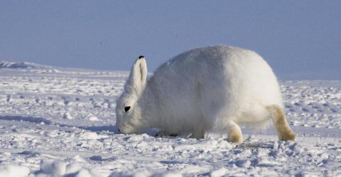 Где живет и чем питается арктический заяц?