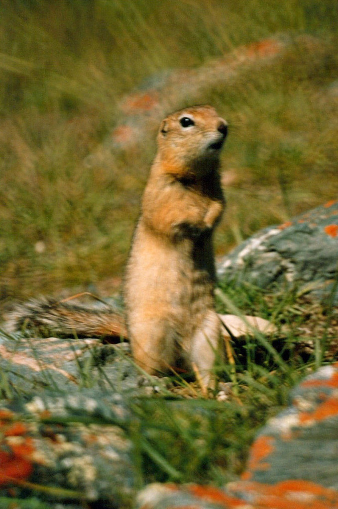 800px-Spermophilus_undulatus1