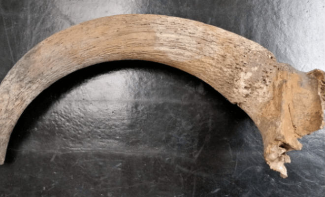 Костяной рог пылился на полке пенсионера 30 лет, пока мужчина случайно не узнал, что у него часть доисторического зубра возрастом 5000 лет