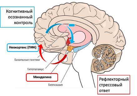 Теория неопределенности и катастрофизации мышления