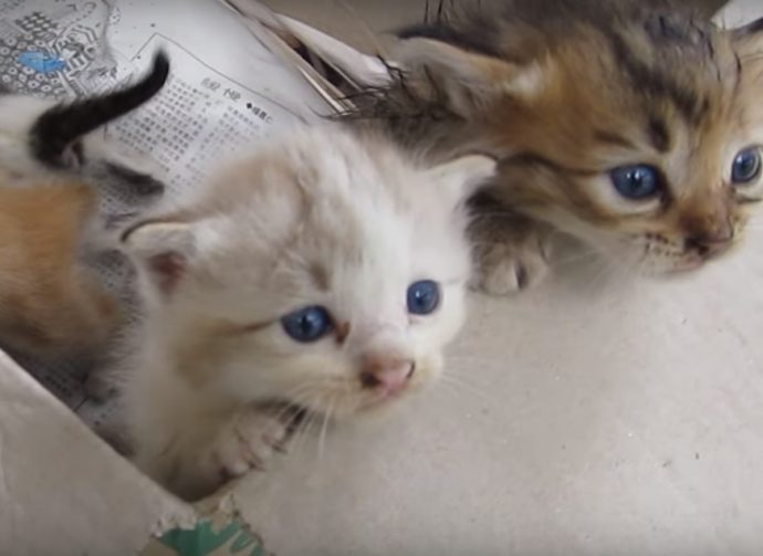 NTD-kittenbox-2