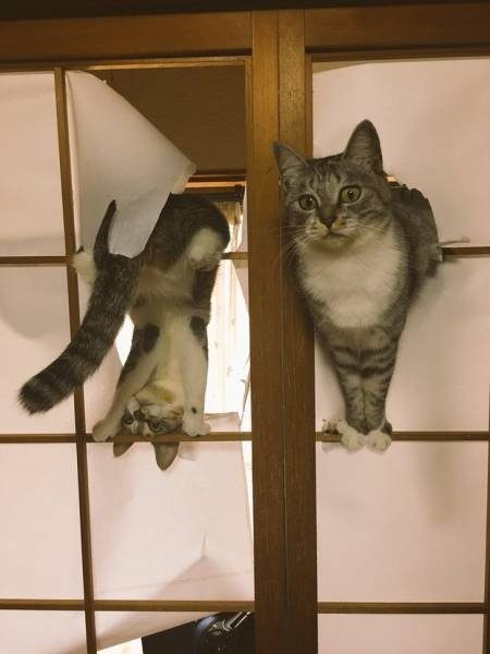 Кошачья логика Кошачья логика